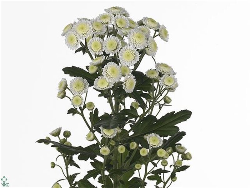 Marjetka T Resq Cream c511