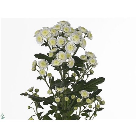 Marjetka T Resq Cream c511