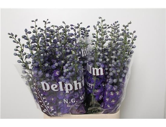 Delphinium Du Dew Dark Blue Smile c650