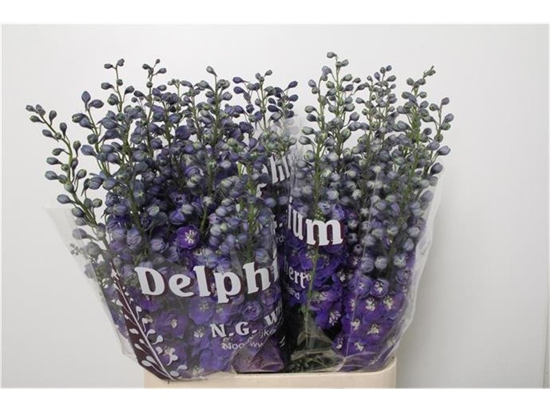Delphinium Du Dew Dark Blue Smile c650