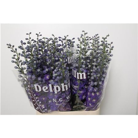 Delphinium Du Dew Dark Blue Smile c650