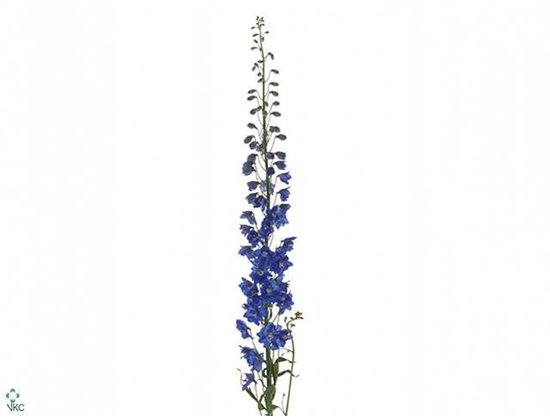 Delphinium El Candle Blue Shades c651