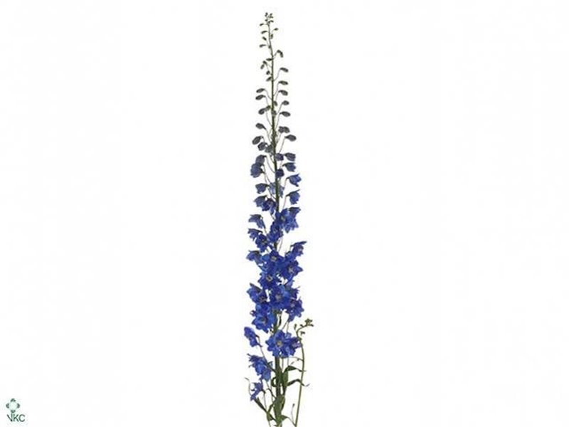 Delphinium El Candle Blue Shades c651