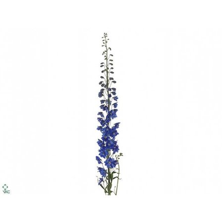 Delphinium El Candle Blue Shades c651