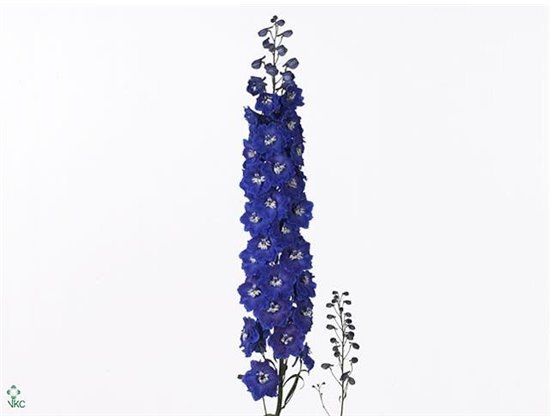 Delphinium El Dewi Blue Star c652