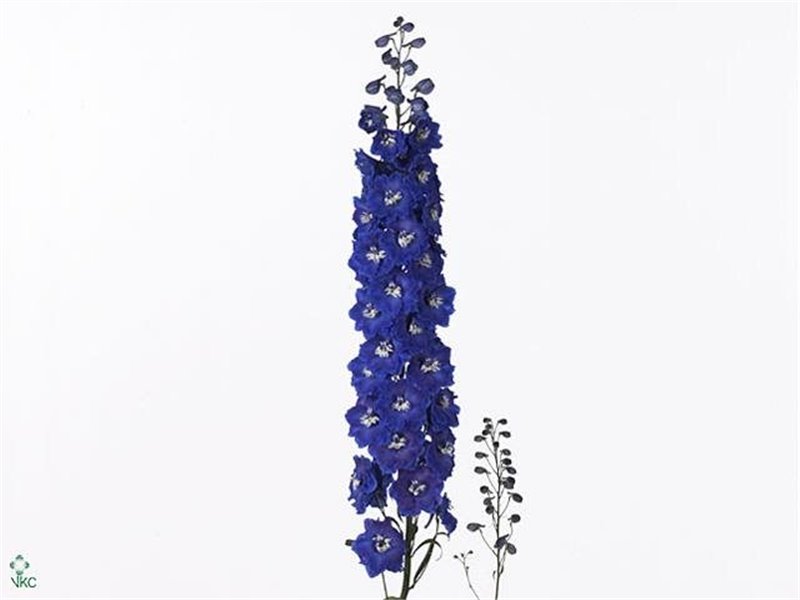 Delphinium El Dewi Blue Star c652