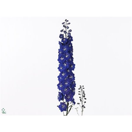 Delphinium El Dewi Blue Star c652