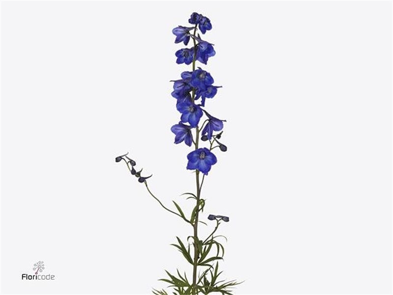 Delphinium El Dewi Blue Star c653
