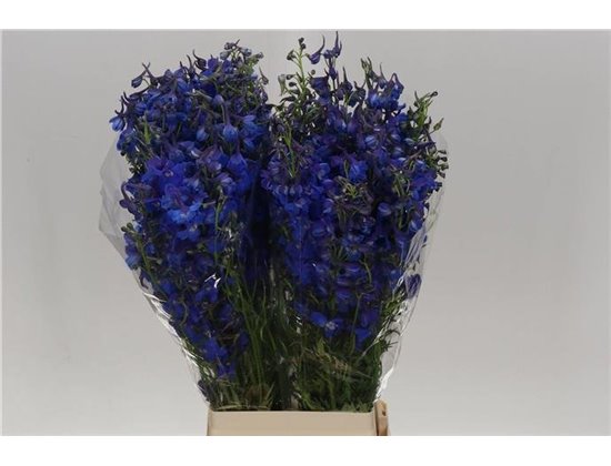 Delphinium En Donna c655