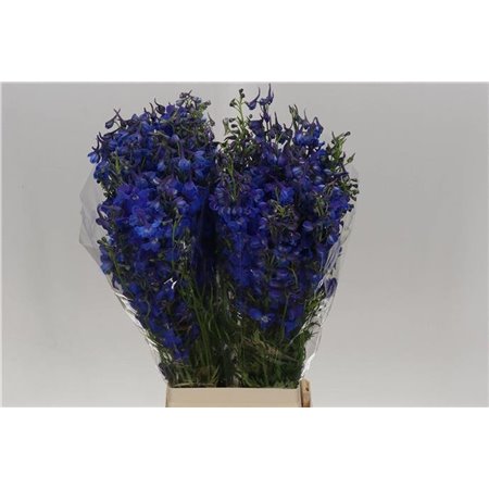 Delphinium En Donna c655