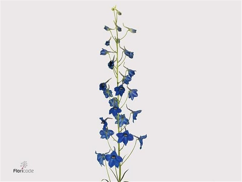 Delphinium En Volkerfried c656