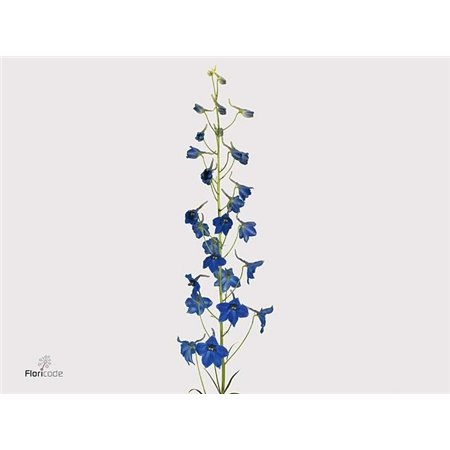 Delphinium En Volkerfried c656
