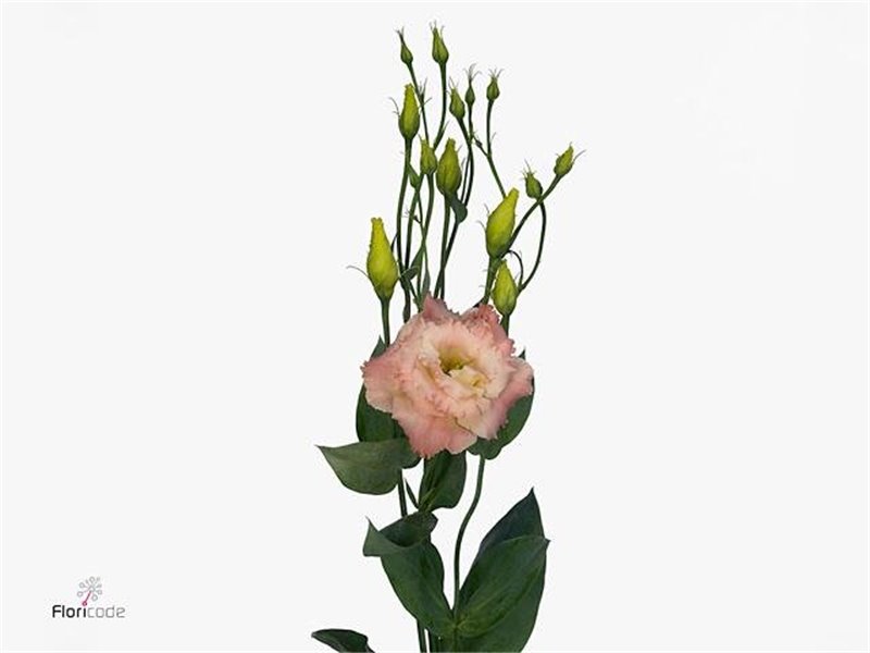 Eustoma Double Alissa Champagne c765