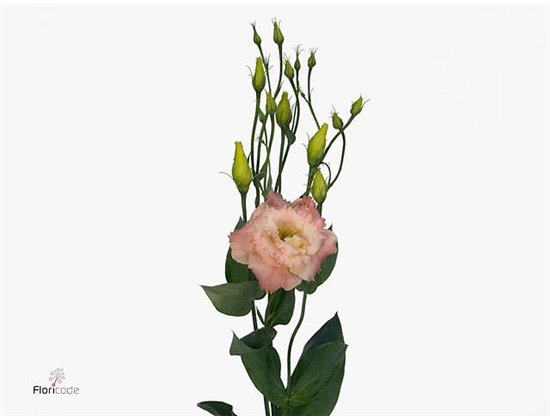 Eustoma Double Alissa Champagne c766
