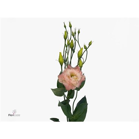 Eustoma Double Alissa Champagne c766