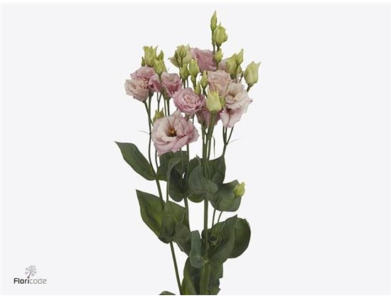 Eustoma Double Alissa Light Pink c767