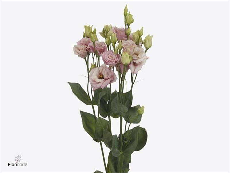 Eustoma Double Alissa Light Pink c767