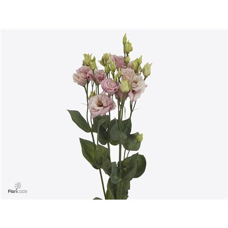 Eustoma Double Alissa Light Pink c767
