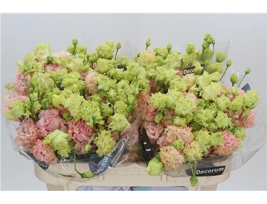 Eustoma Double Alissa Light Pink c768
