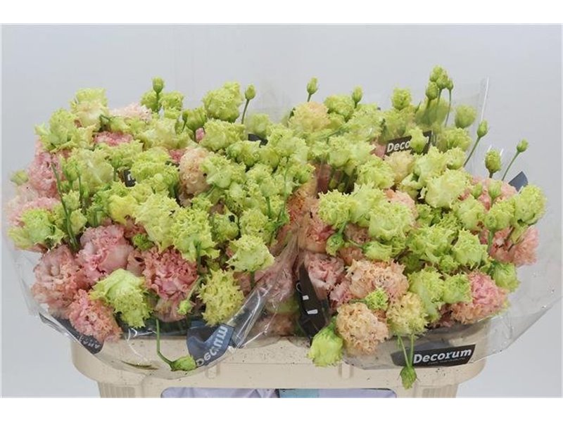 Eustoma Double Alissa Light Pink c768