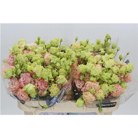 Eustoma Double Alissa Peach c769