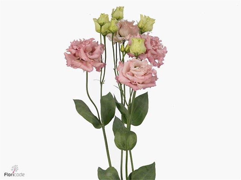 Eustoma Double Alissa Pink c770
