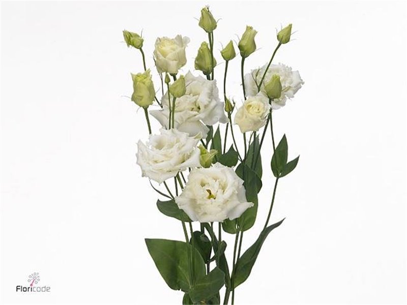 Eustoma Double Alissa White c772