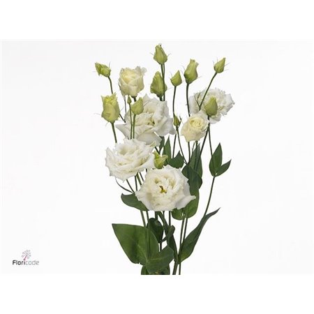 Eustoma Double Alissa White c772