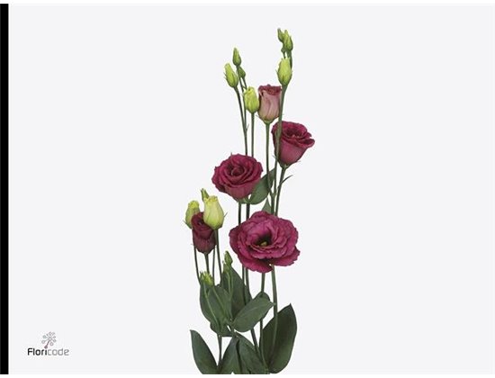 Eustoma Double Arosa Red c773