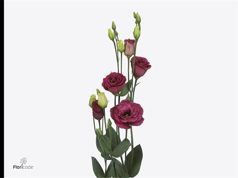 Eustoma Double Arosa Red c773