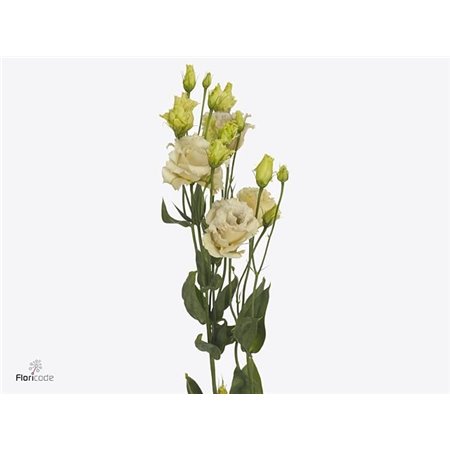 Eustoma Double Blue Chateau c775