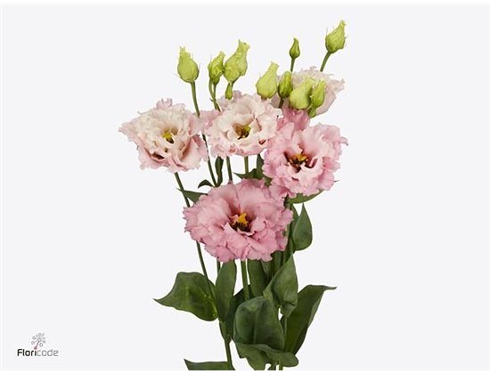 Eustoma Double Celeb Queen c777