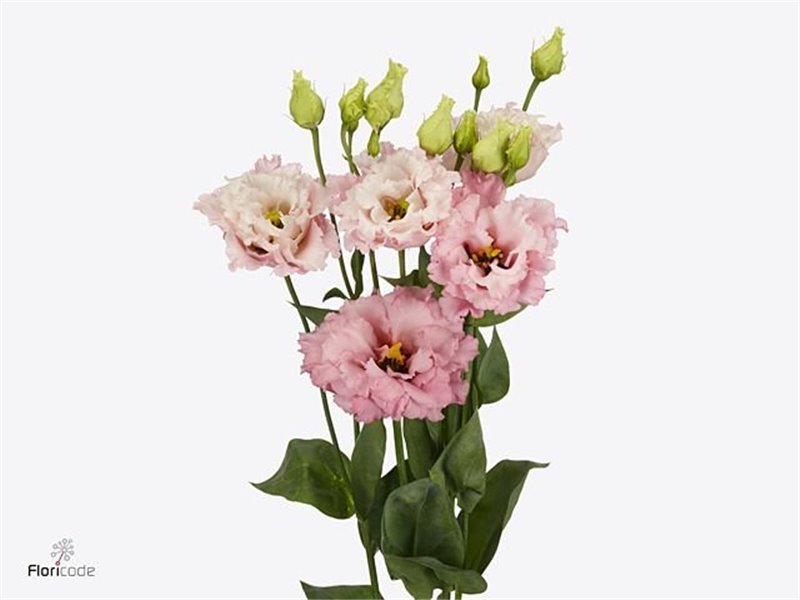 Eustoma Double Celeb Queen c777