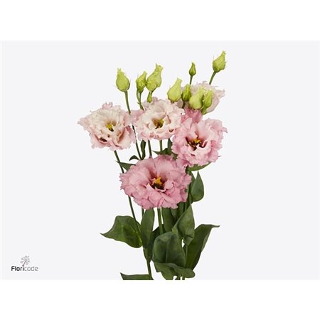Eustoma Double Celeb Queen c777