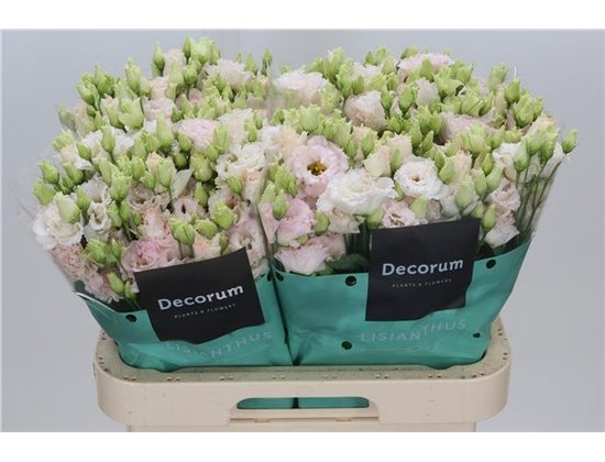Eustoma Double Celeb Queen c778