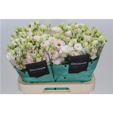 Eustoma Double Celeb Queen c778