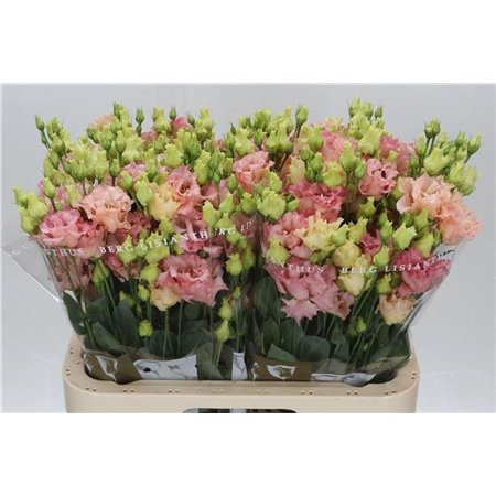 Eustoma Double Corelli Coral c781