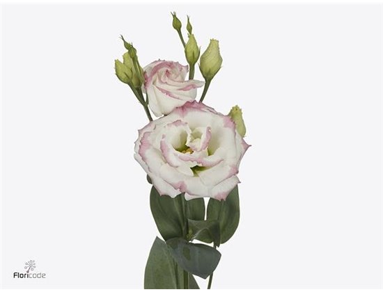 Eustoma Double Croma Bridal Kiss c782