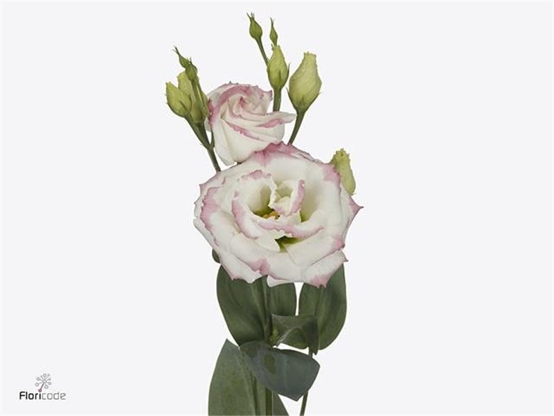 Eustoma Double Croma Bridal Kiss c782