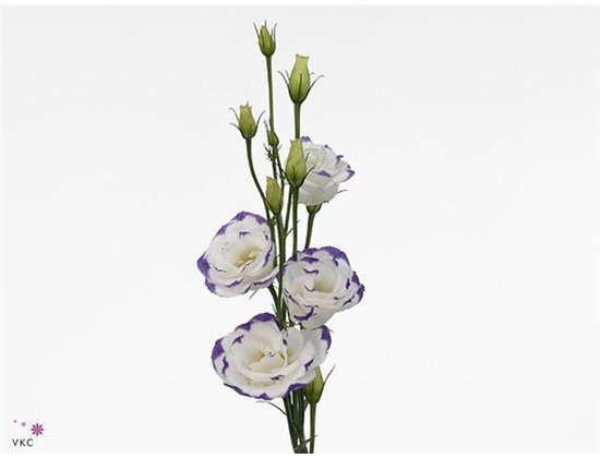Eustoma Double Excal Blue Picotee c783