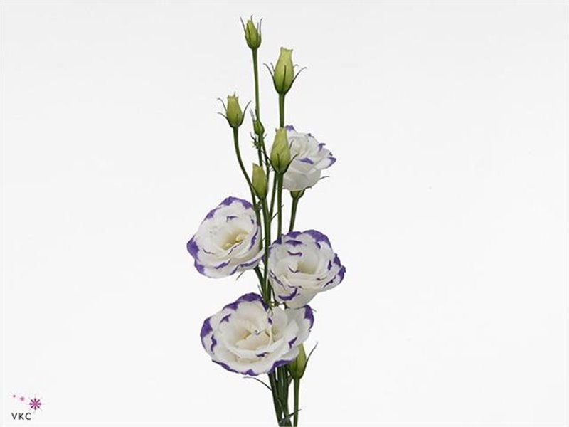 Eustoma Double Excal Blue Picotee c783
