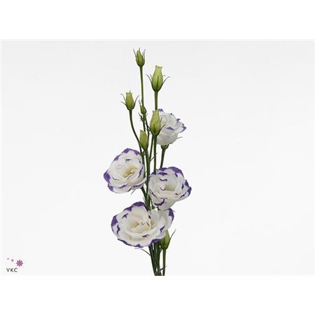 Eustoma Double Excal Blue Picotee c783
