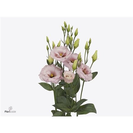 Eustoma Double Lisanne Light Pink c784