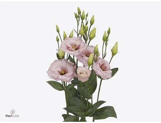 Eustoma Double Lisanne Light Pink c785