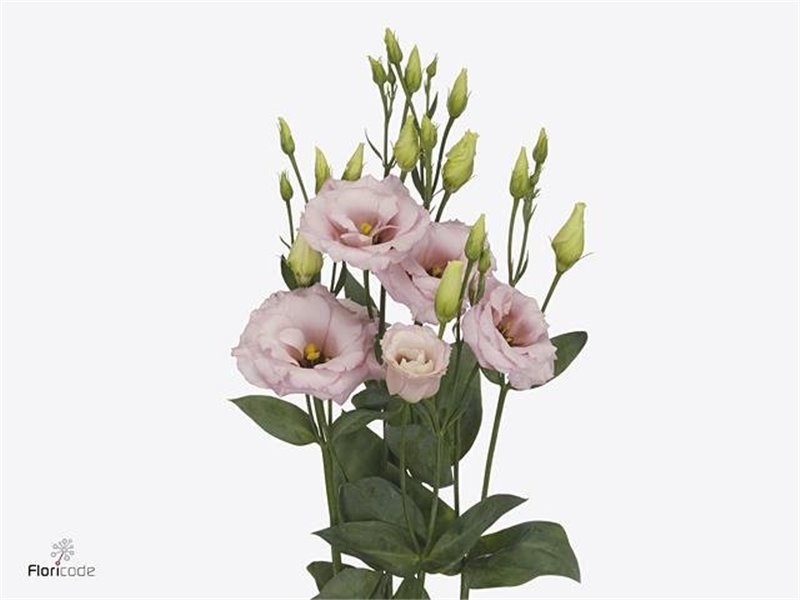 Eustoma Double Lisanne Light Pink c785