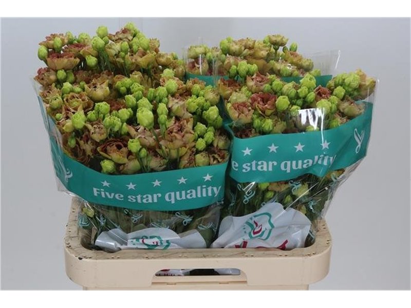 Eustoma Double R L Terracotta c786