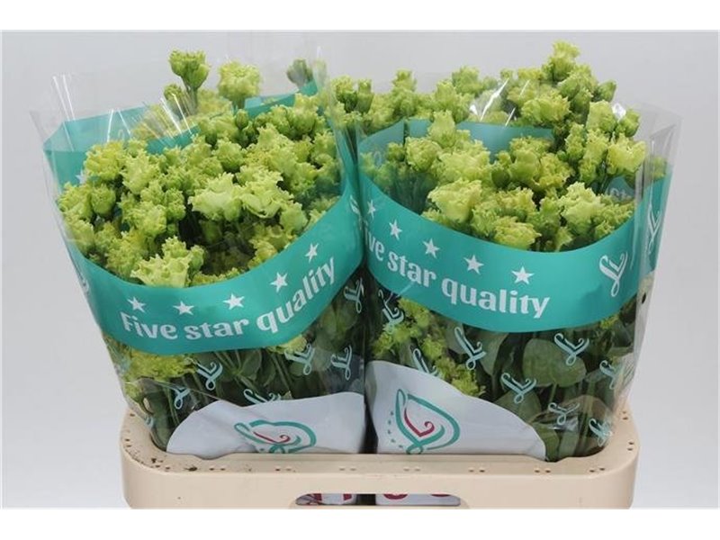 Eustoma Double Rosan Emerald c788