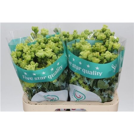 Eustoma Double Rosan Emerald c788