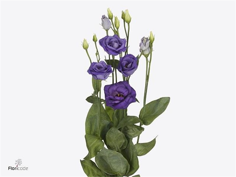 Eustoma Double Rosi Blue c790