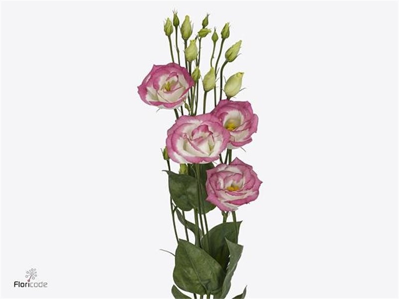 Eustoma Double Rosi Green c792